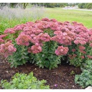 Sedum 'Herbstfreude' / Kukehari 'Herbstfreude' ('Autumn Yoy')